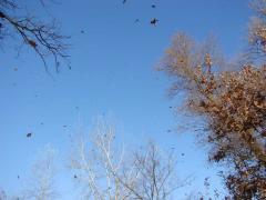 Прикрепленное изображение: DSC05526.jpg